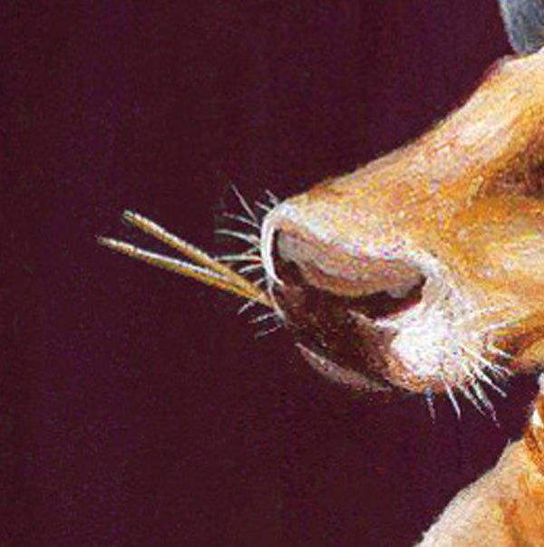 Fine Art Print, What-Heifer