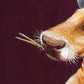 Fine Art Print, What-Heifer